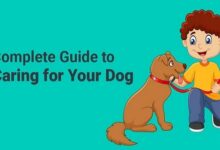 Simple Advice For Caring For Your Dog