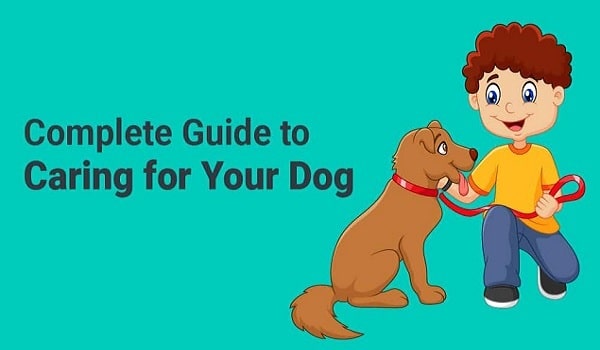 Simple Advice For Caring For Your Dog